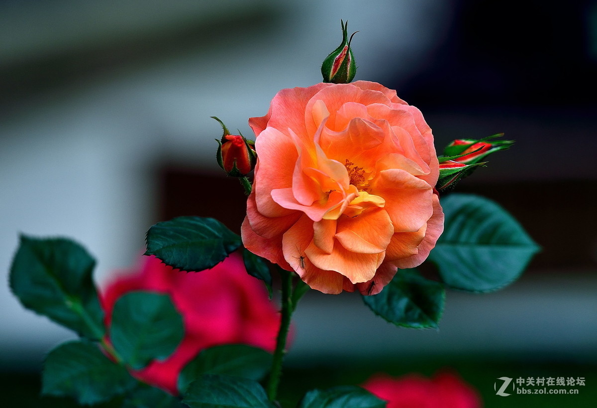 再拍:月季花.-中关村在线摄影论坛