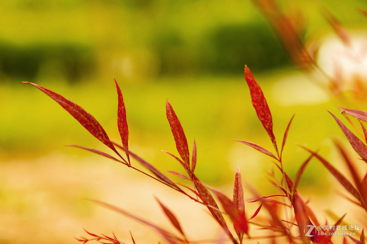 佳能 EOS M3 转接24-70mm F2.8 一代