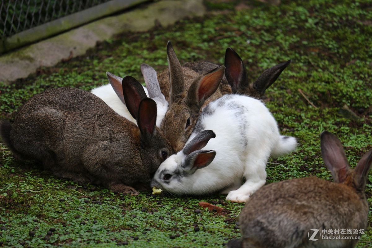 重慶動物園一瞥