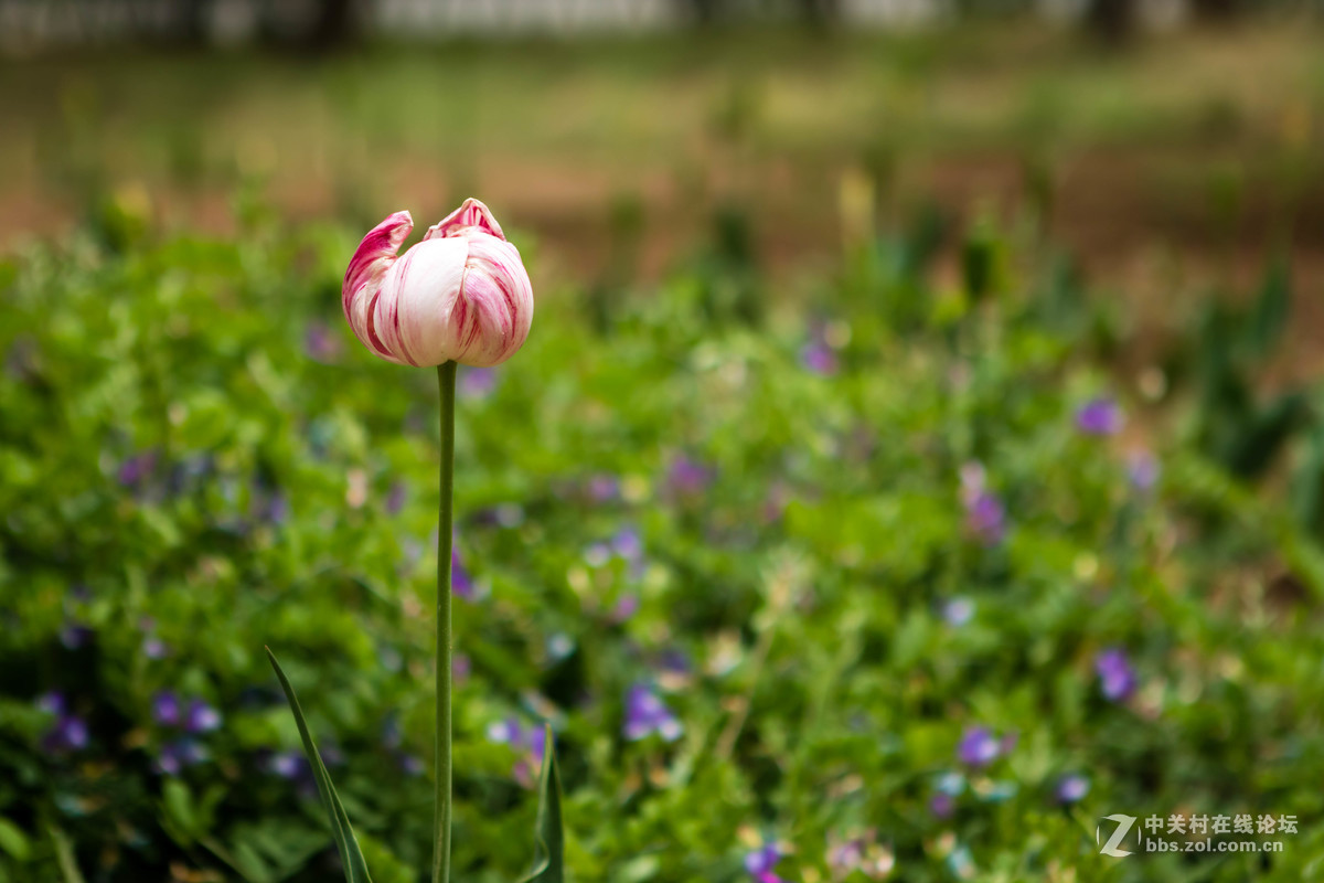 佳能 EOS M3 转接24-70mm F2.8 一代