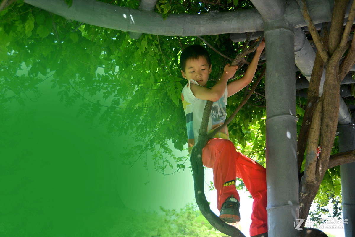 爬树男孩
