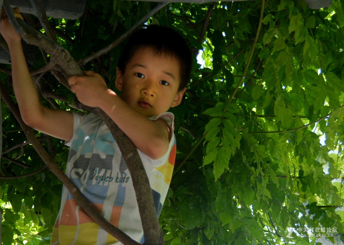 爬树男孩