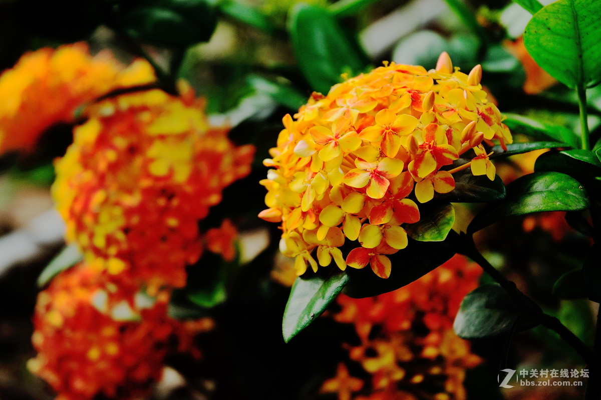 大沙河公园小花草