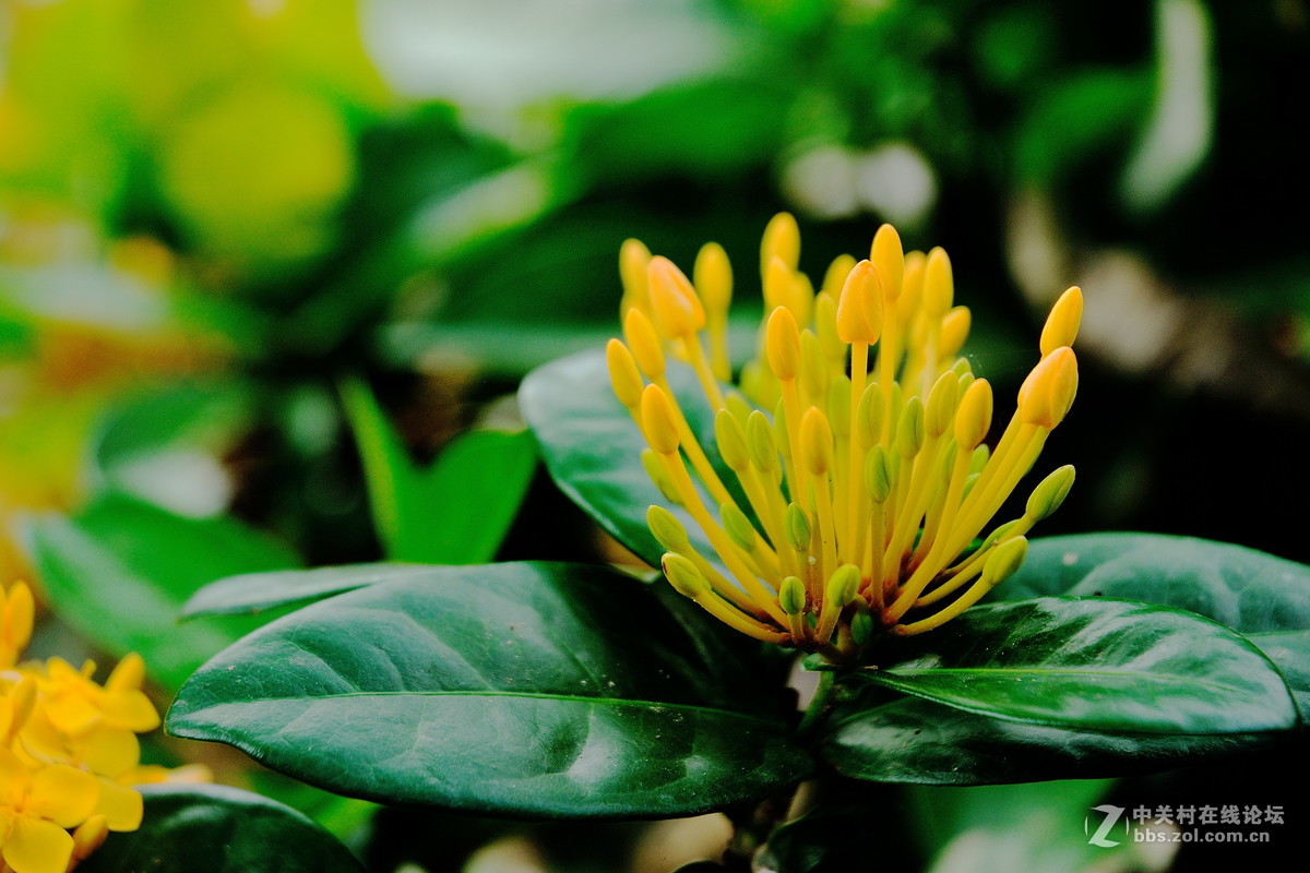 大沙河公园小花草