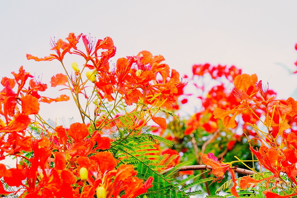 大沙河公园小花草