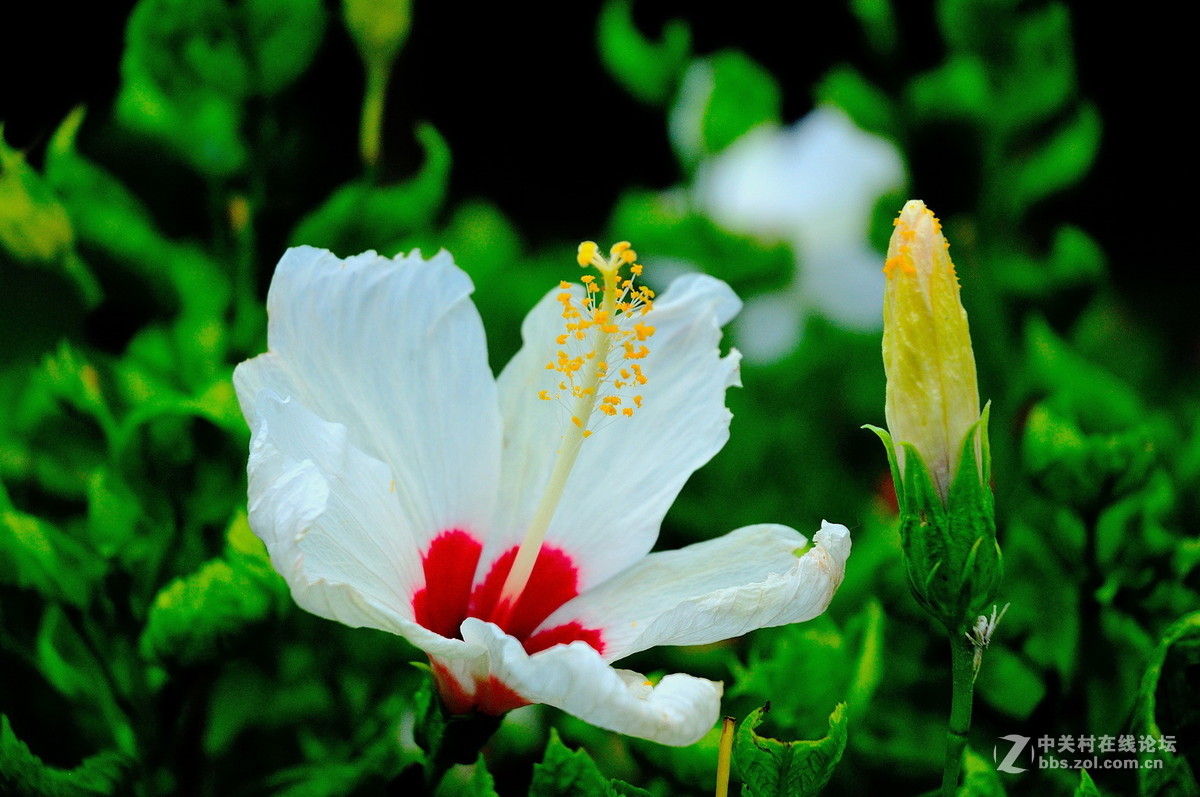 大沙河公园小花草
