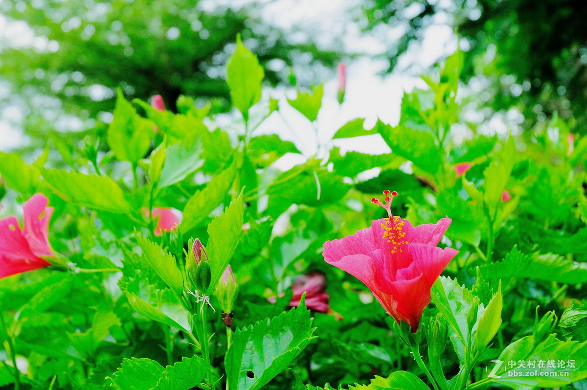 大沙河公园小花草