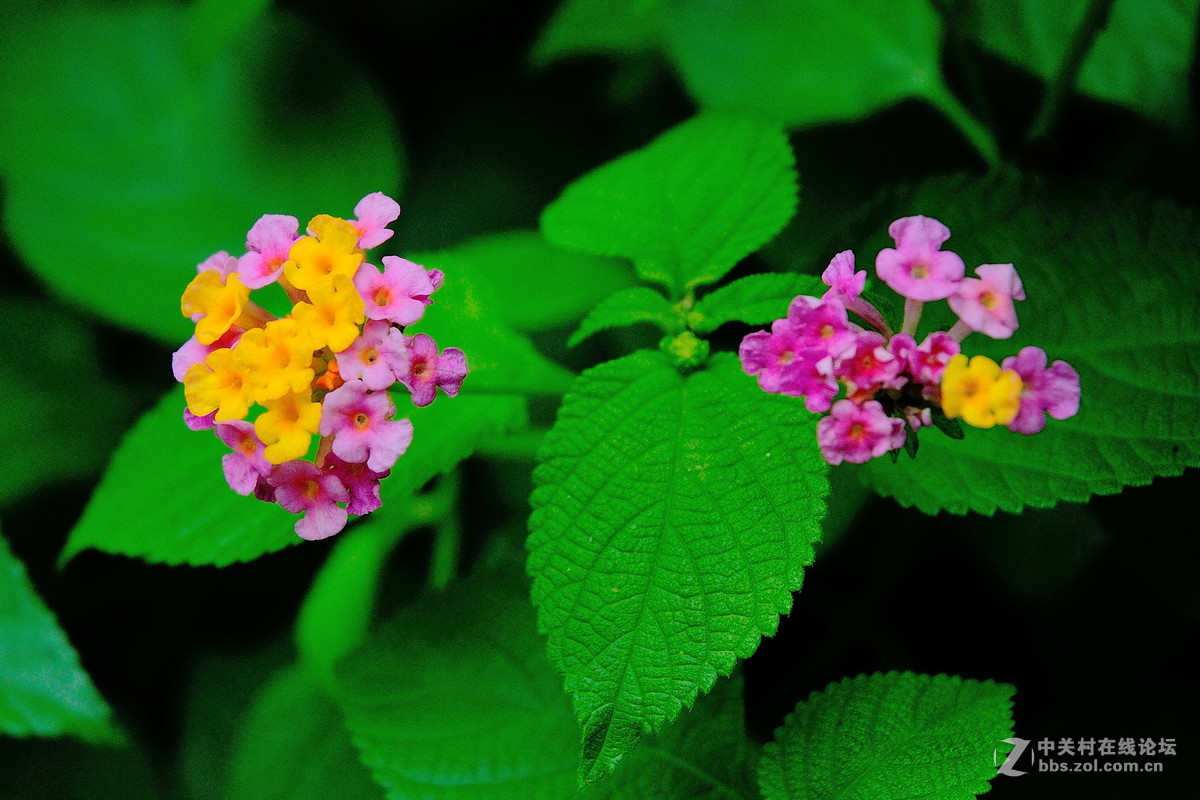 大沙河公园小花草