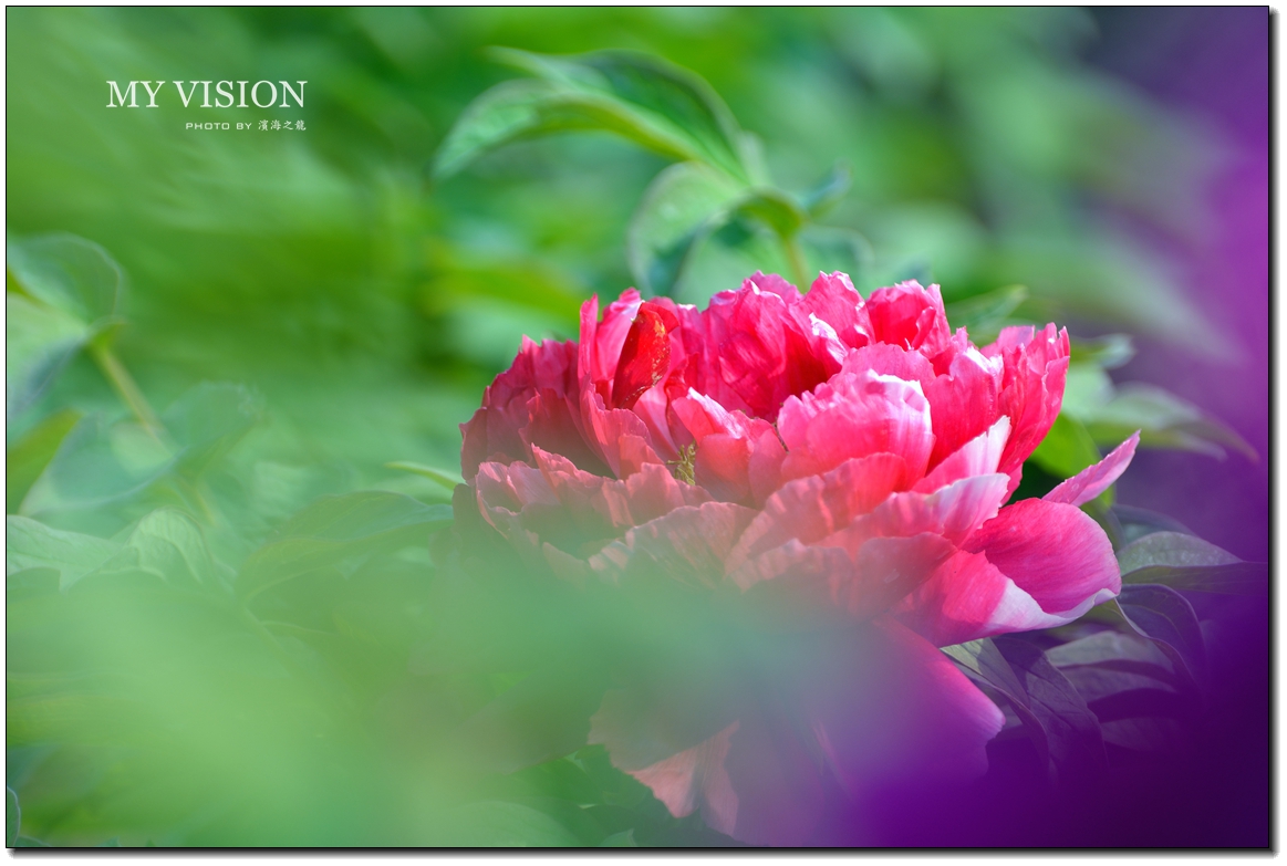 #版主坐堂#【天津版块】2016年5月金钻精华汇总