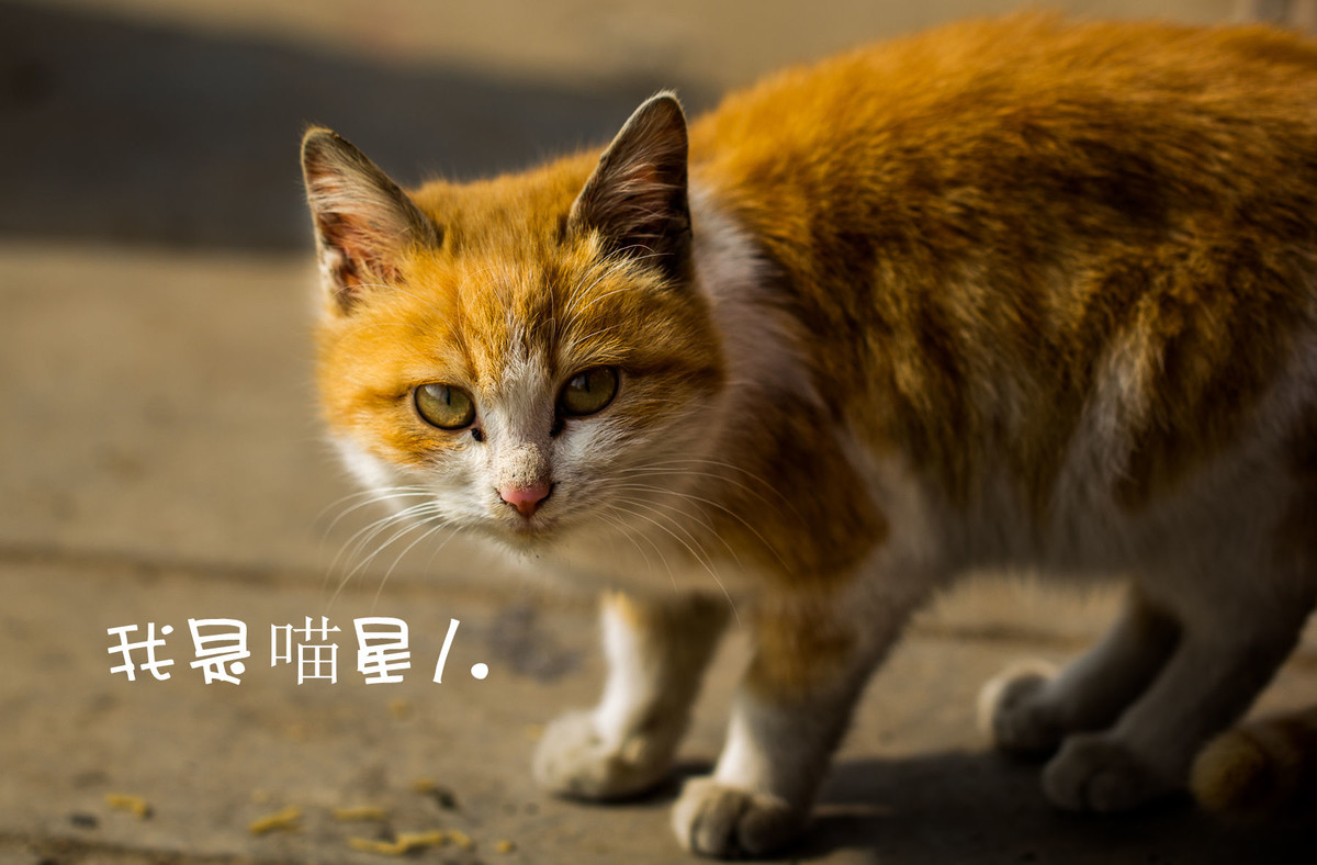 我是喵星人