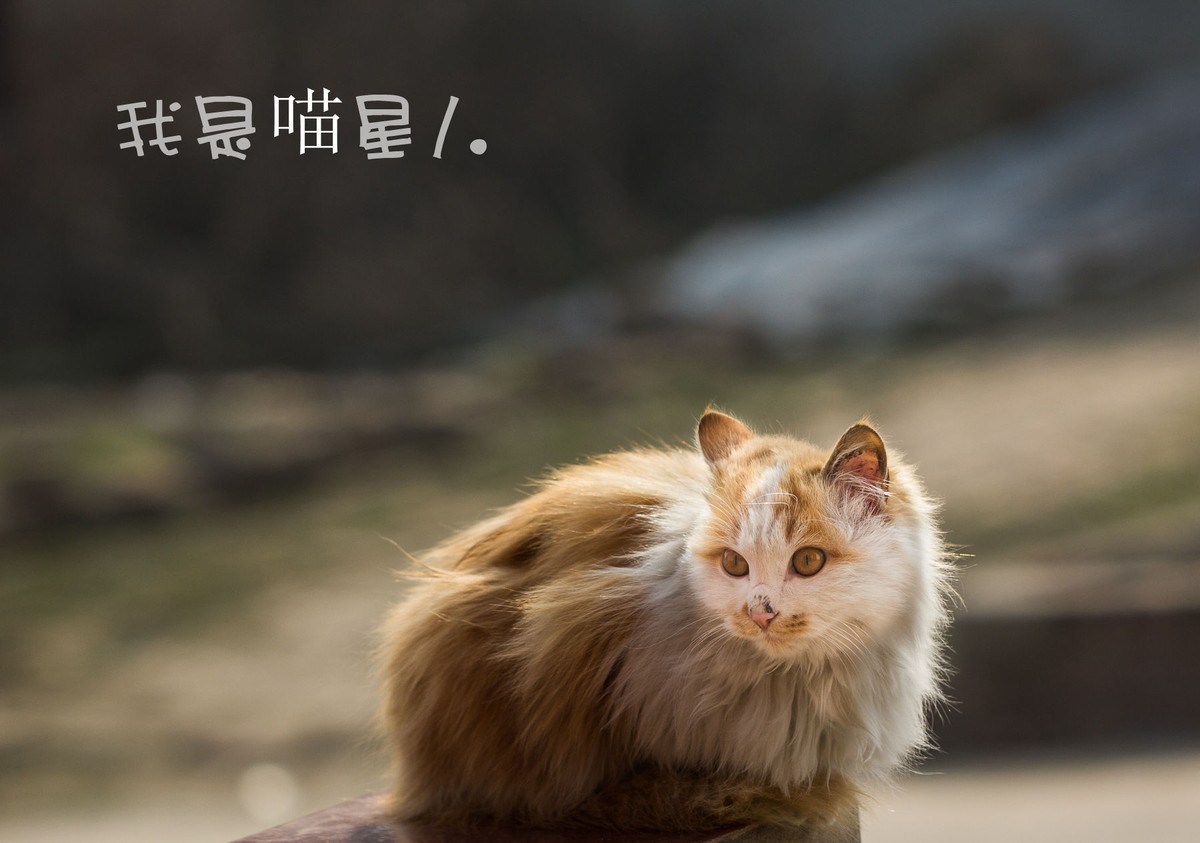 我是喵星人
