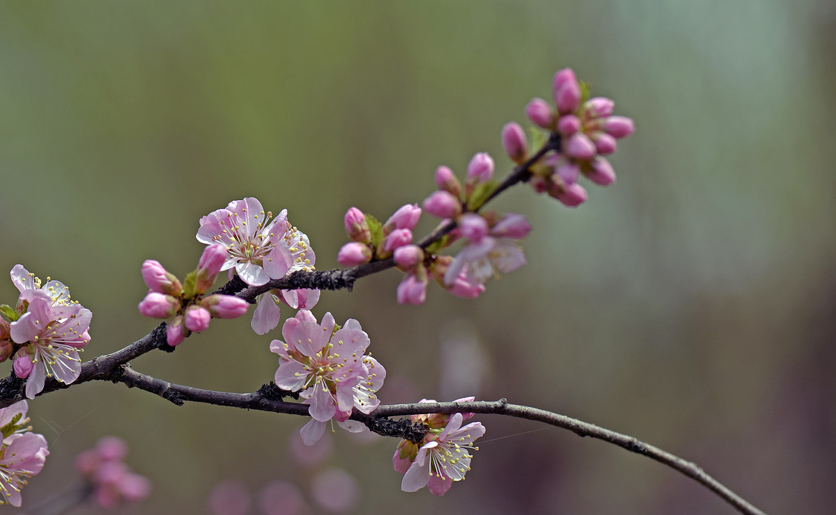 2016单瓣儿榆叶梅