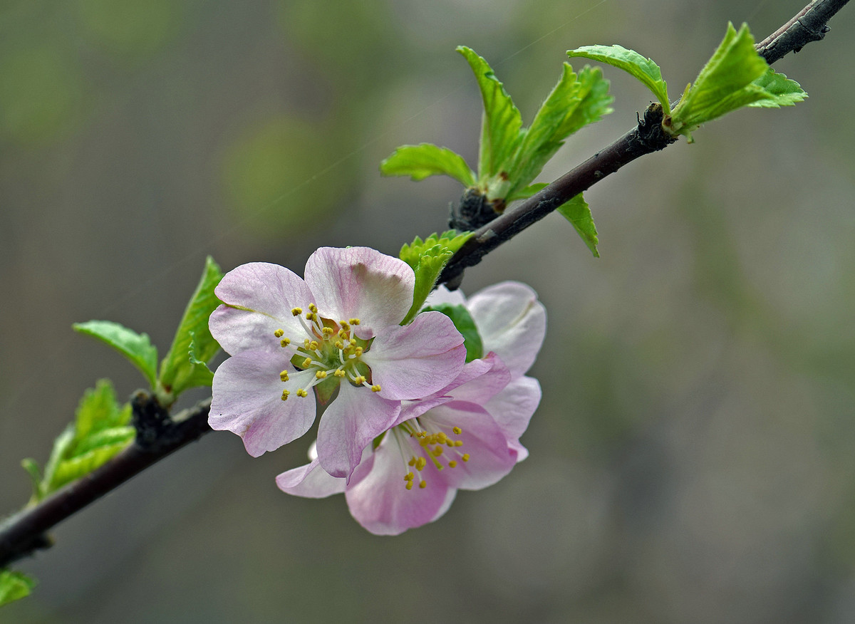 2016单瓣儿榆叶梅