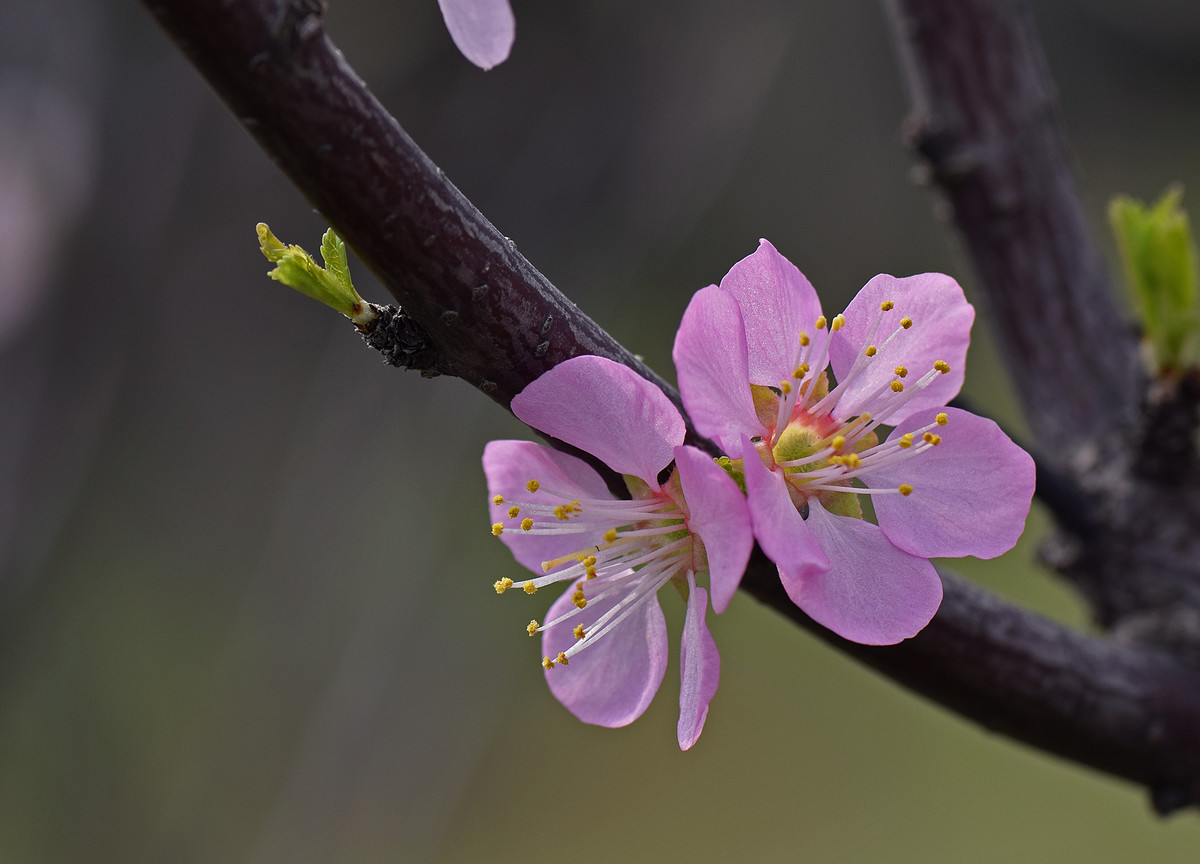 2016单瓣儿榆叶梅
