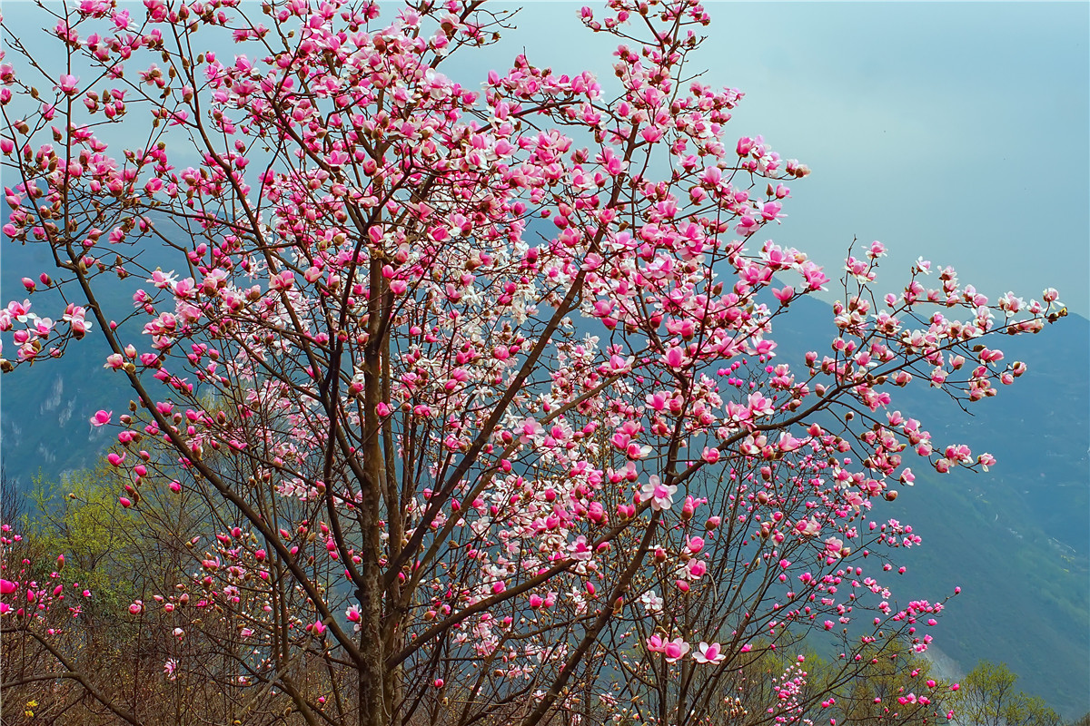 2017年 北川 药王谷辛夷花(2)