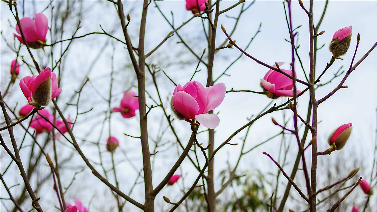 2017年 北川 药王谷辛夷花(2)