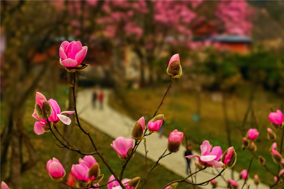 2017年 北川 药王谷辛夷花(2)