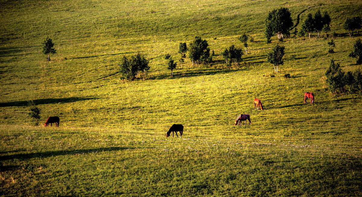 #佳能月赛-人与自然#  _ 约会草原