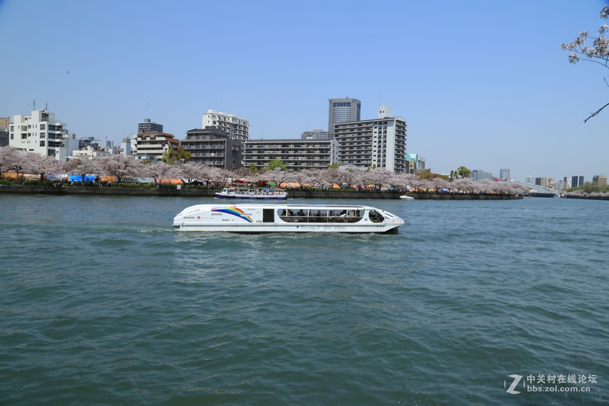 樱花盛开时的淀川河上的游船