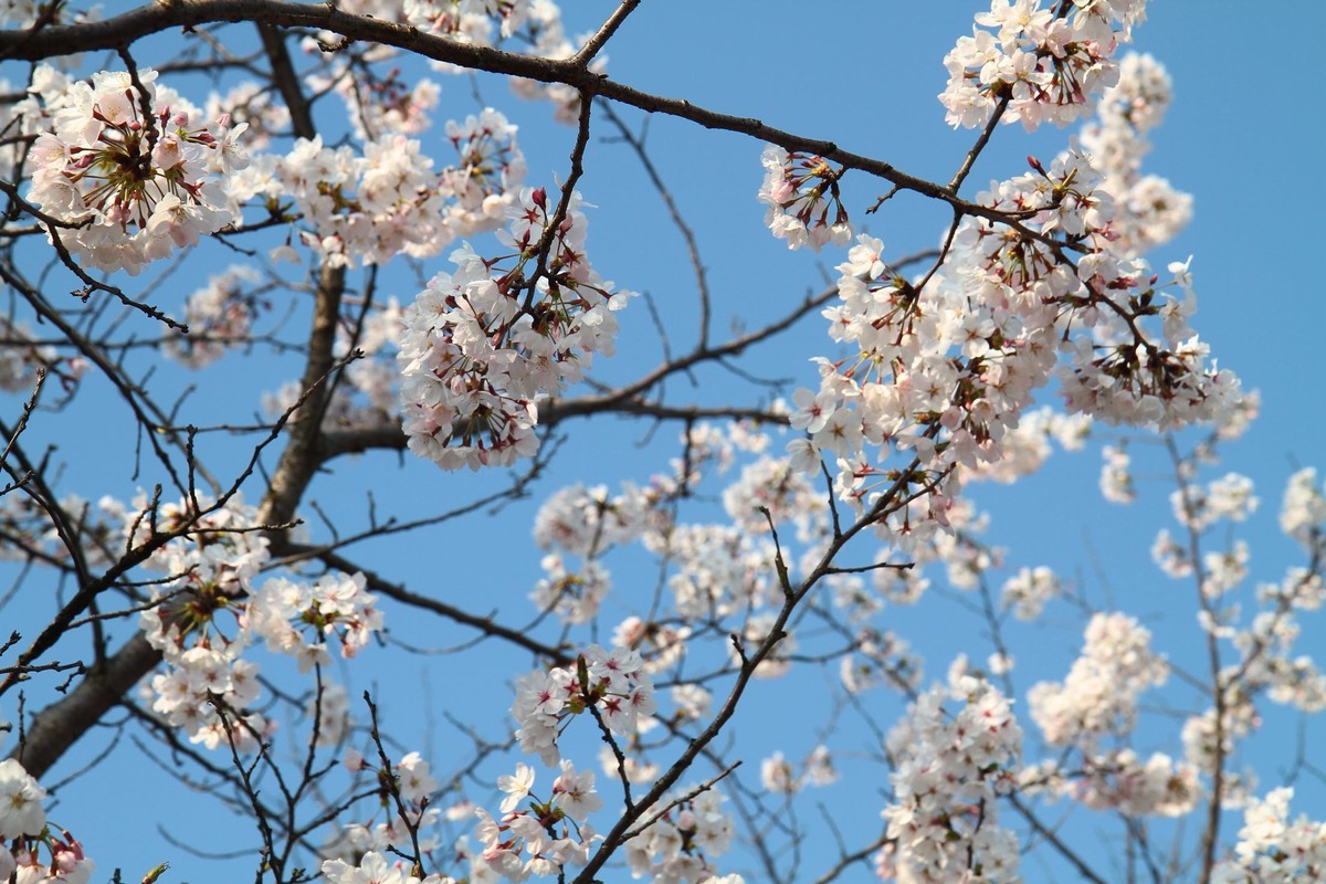 春光灿烂季节里，多看多拍！