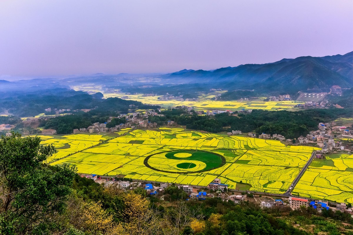 油菜花