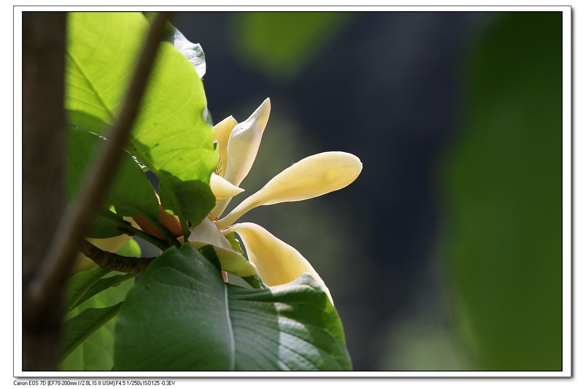 春回大地之厚薄树花