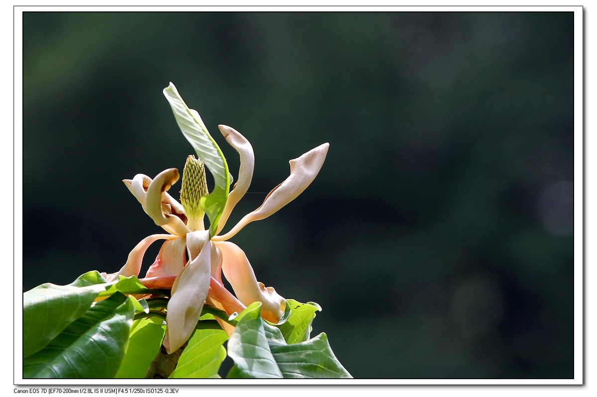 春回大地之厚薄树花