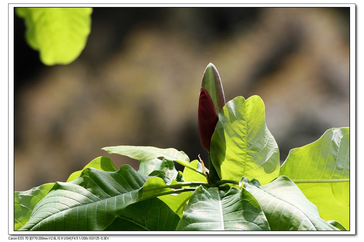 春回大地之厚薄树花