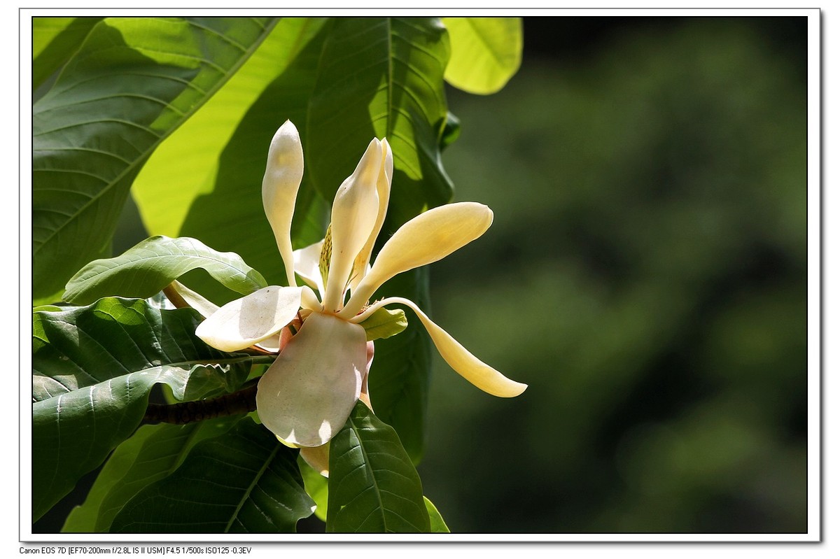春回大地之厚薄树花