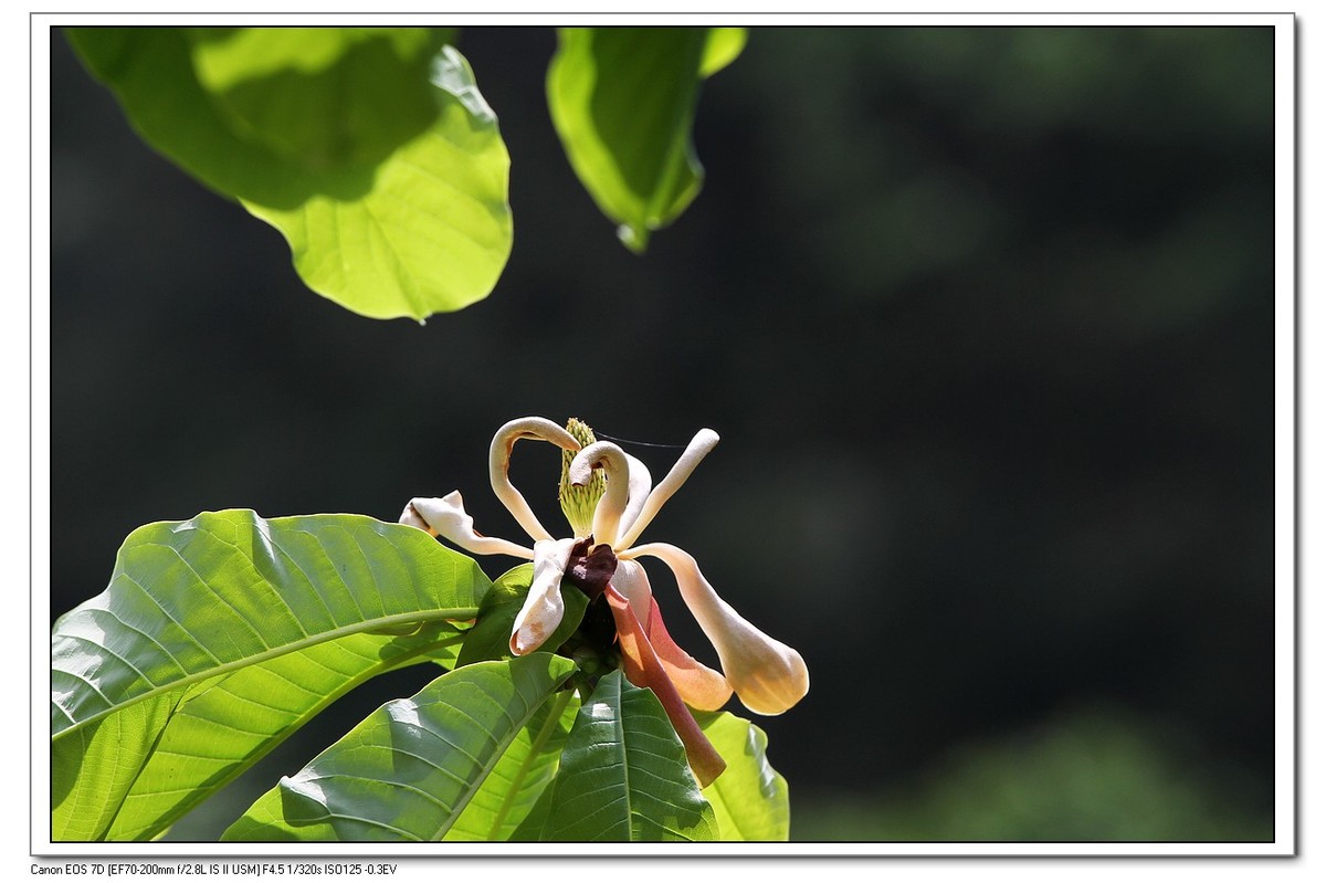 春回大地之厚薄树花