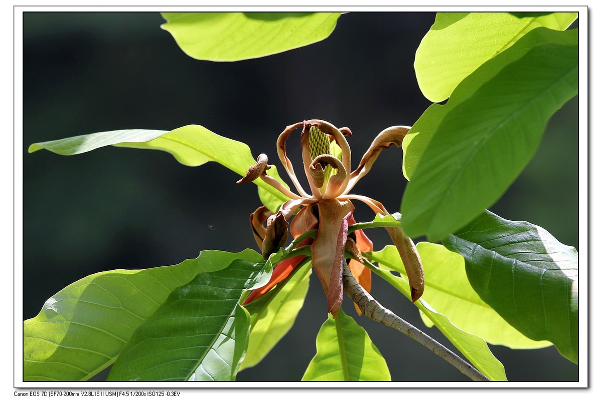 春回大地之厚薄树花