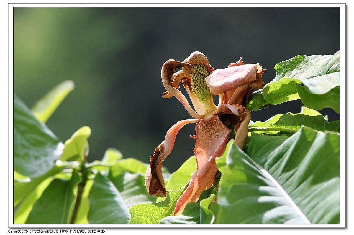 春回大地之厚薄树花
