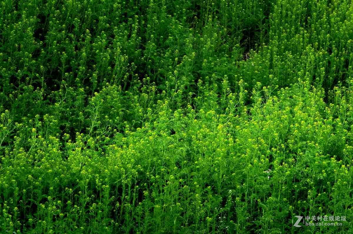 绿茵茵的花花