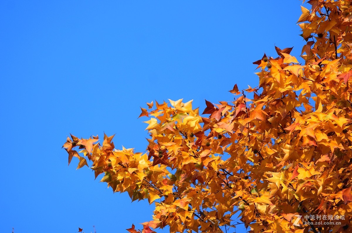 思念在深秋——感恩节用美能达老镜头缅怀革命先烈