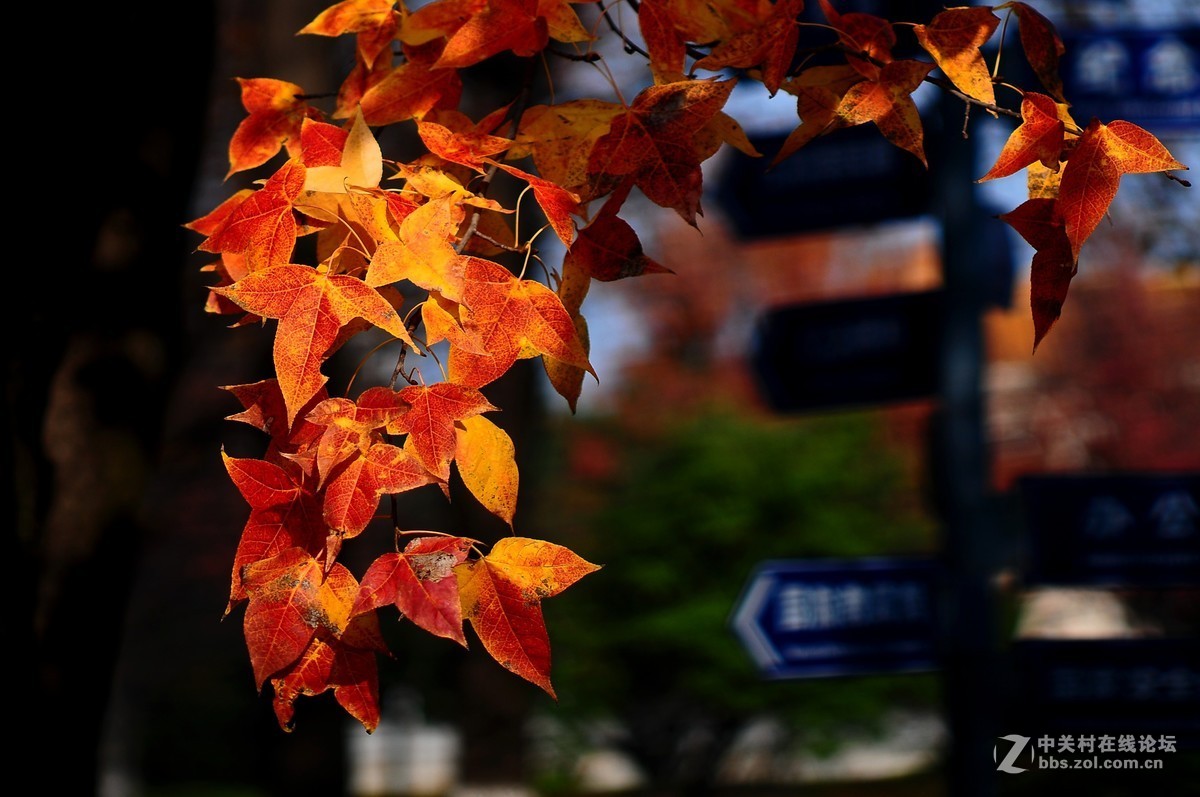 思念在深秋——感恩节用美能达老镜头缅怀革命先烈