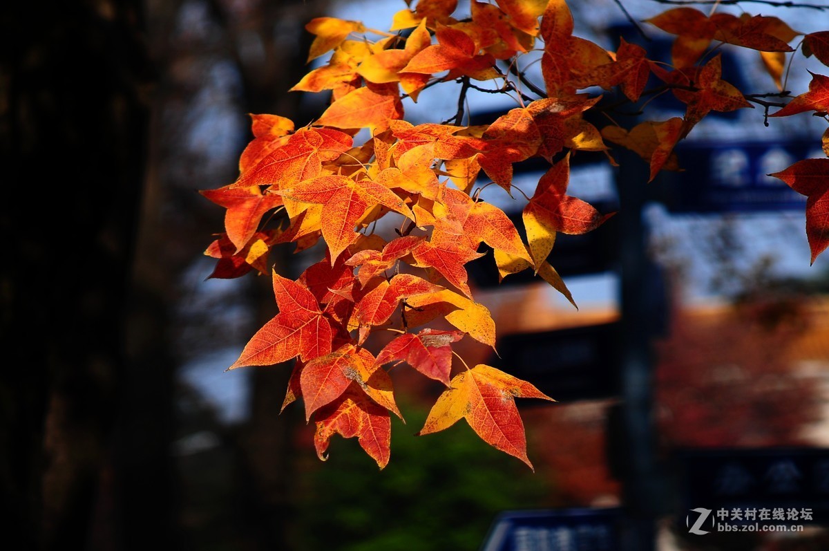 思念在深秋——感恩节用美能达老镜头缅怀革命先烈