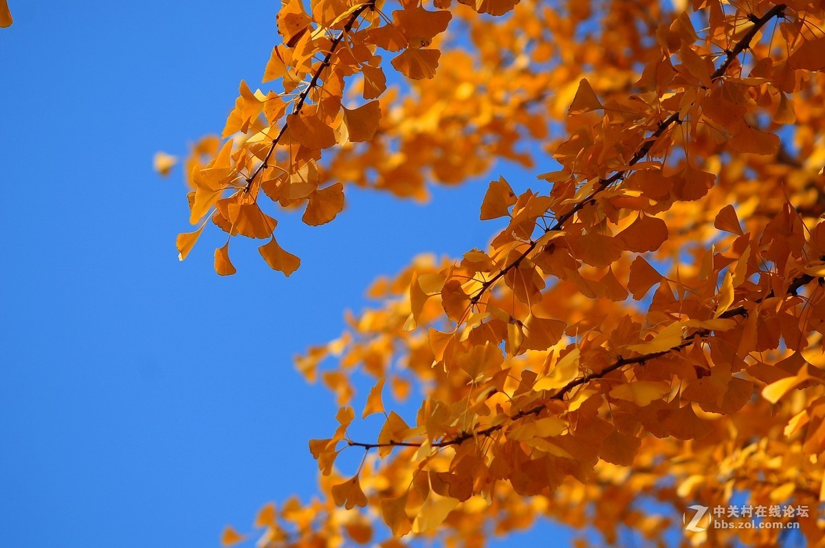 思念在深秋——感恩节用美能达老镜头缅怀革命先烈