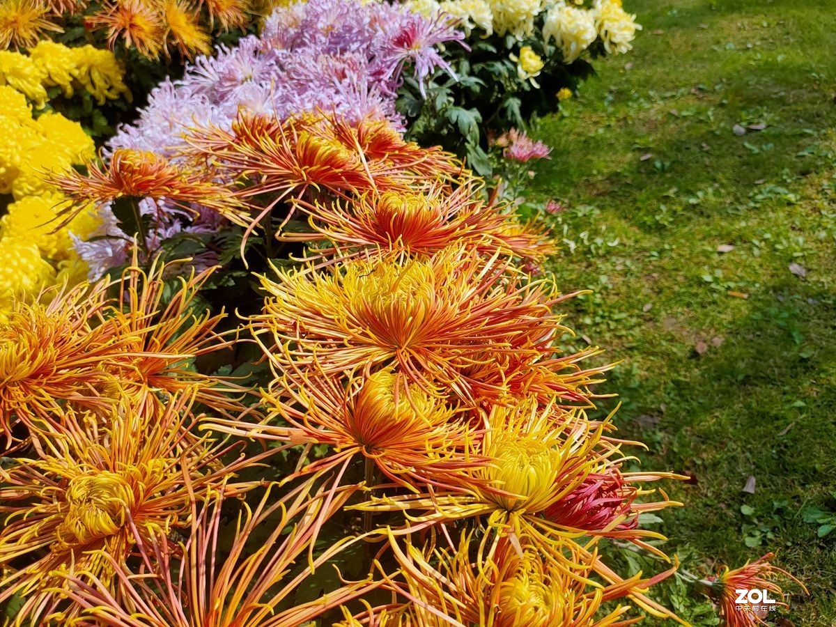 花卉系列【1612】