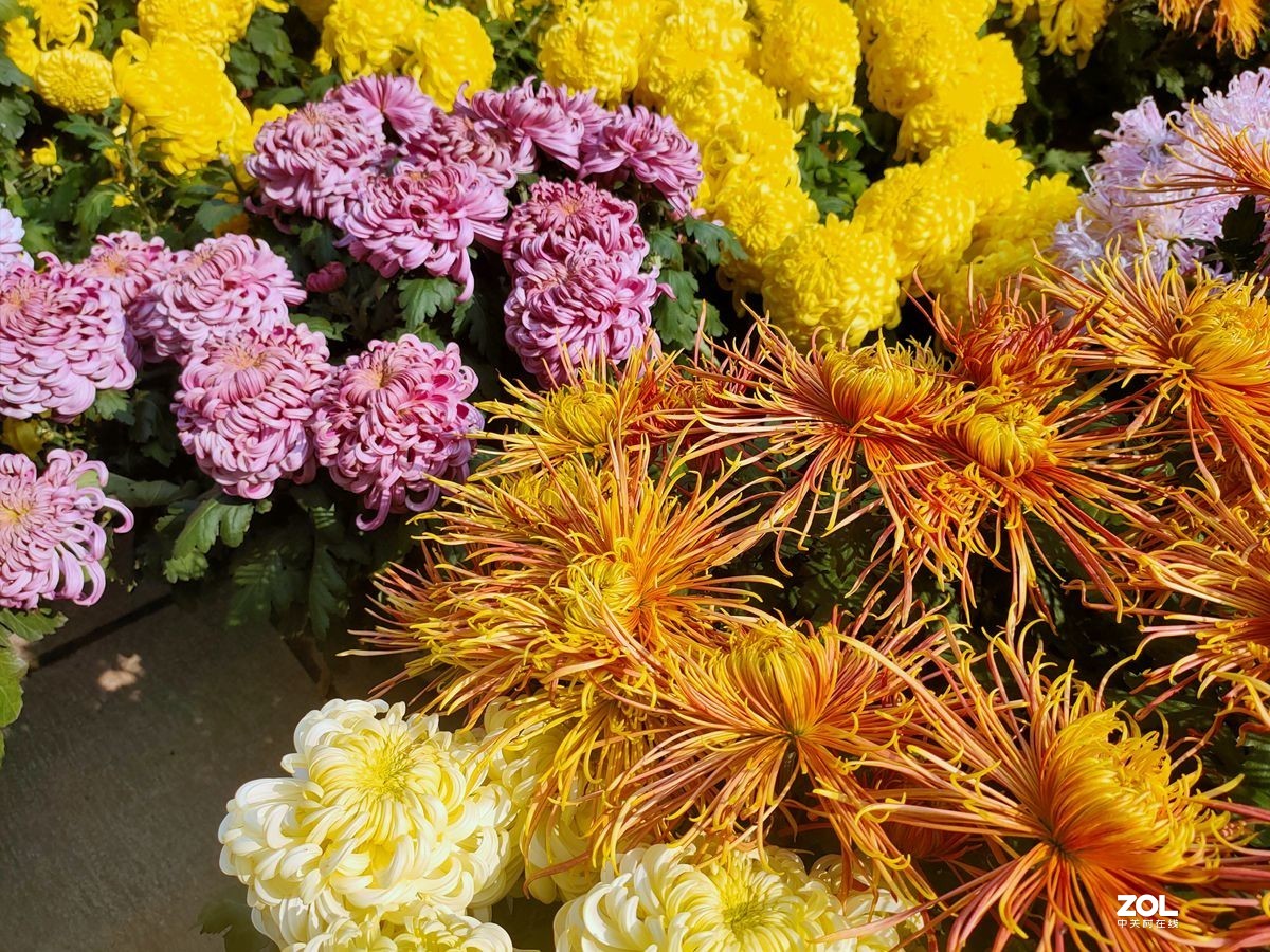 花卉系列【1612】