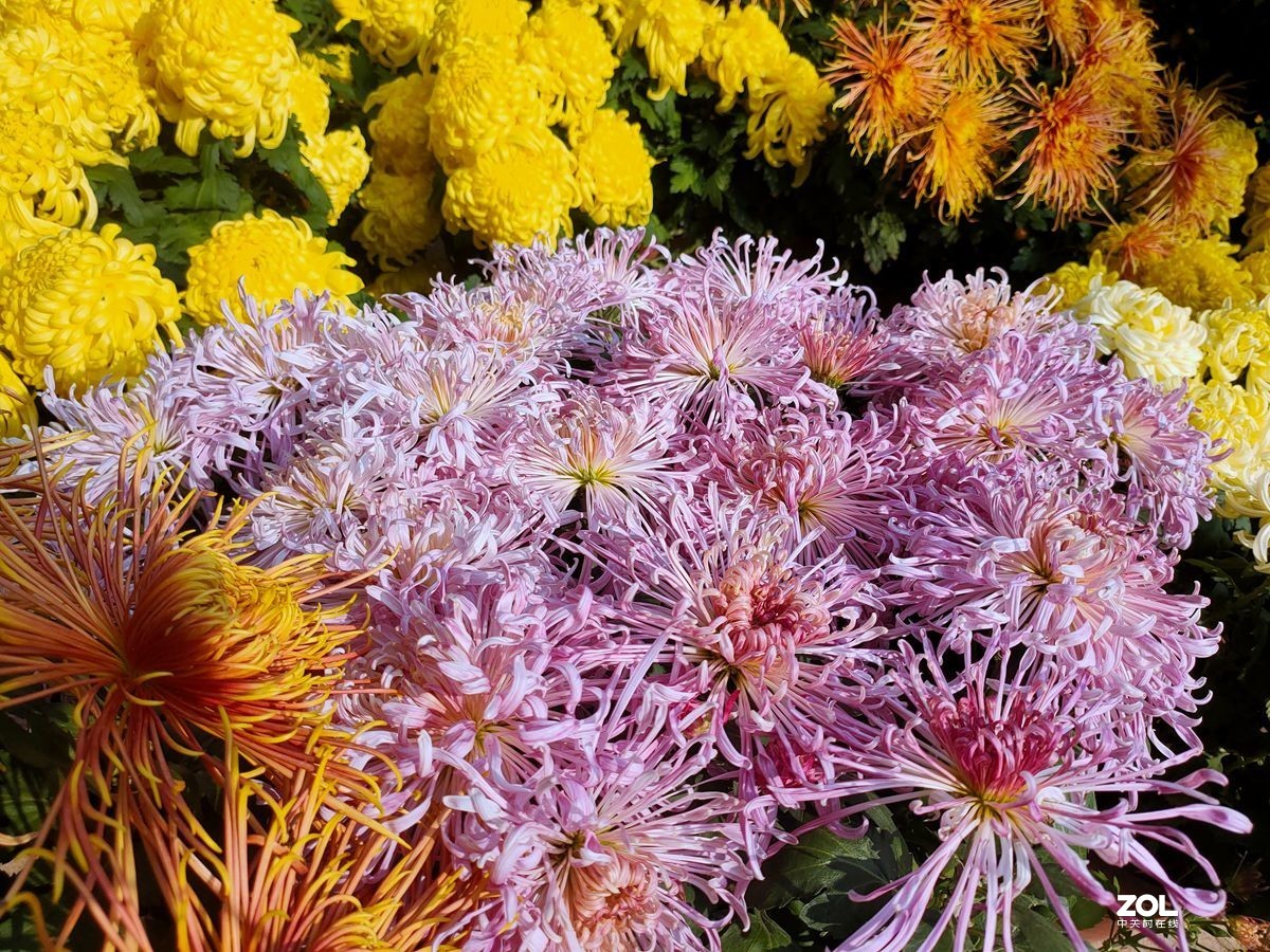 花卉系列【1612】