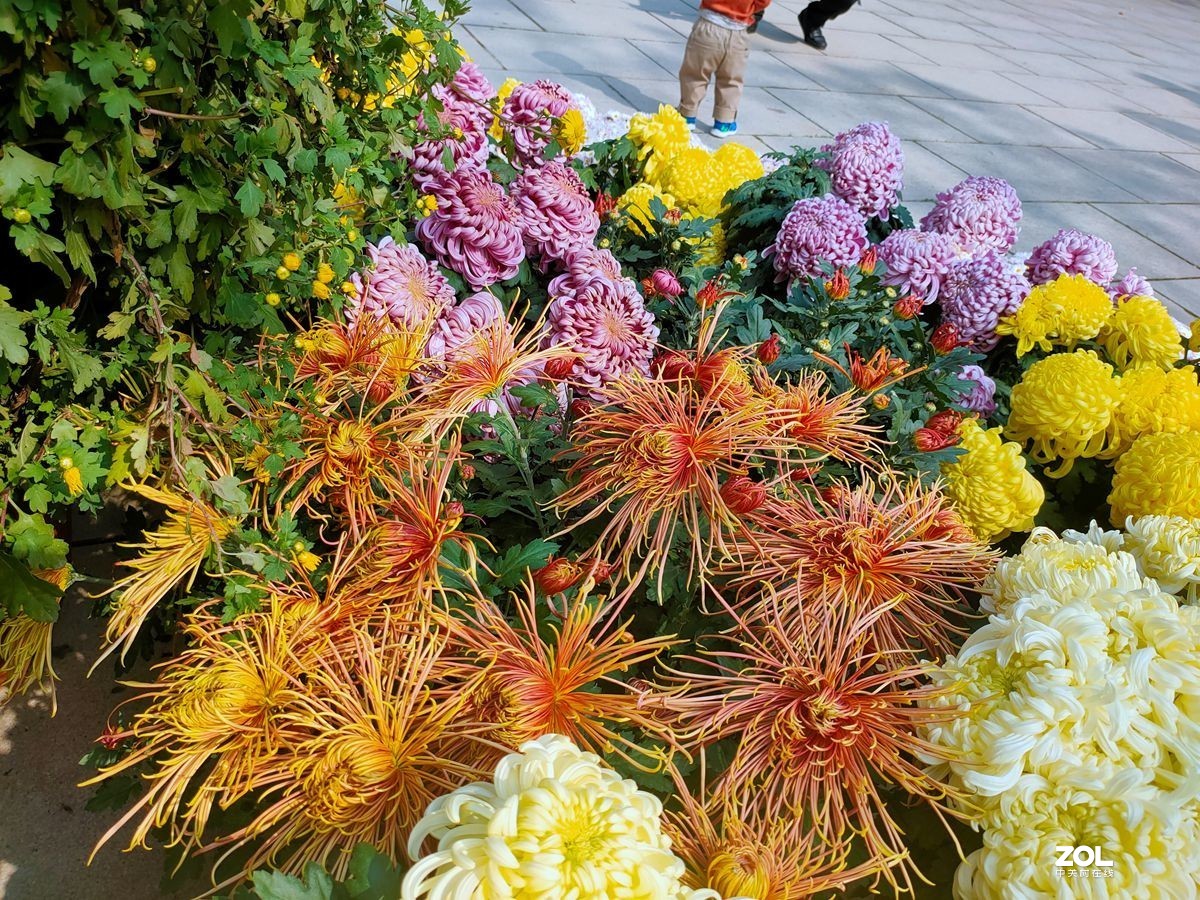 花卉系列【1612】