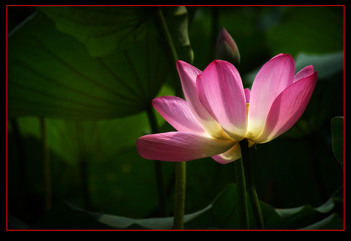 白莲花与红莲花