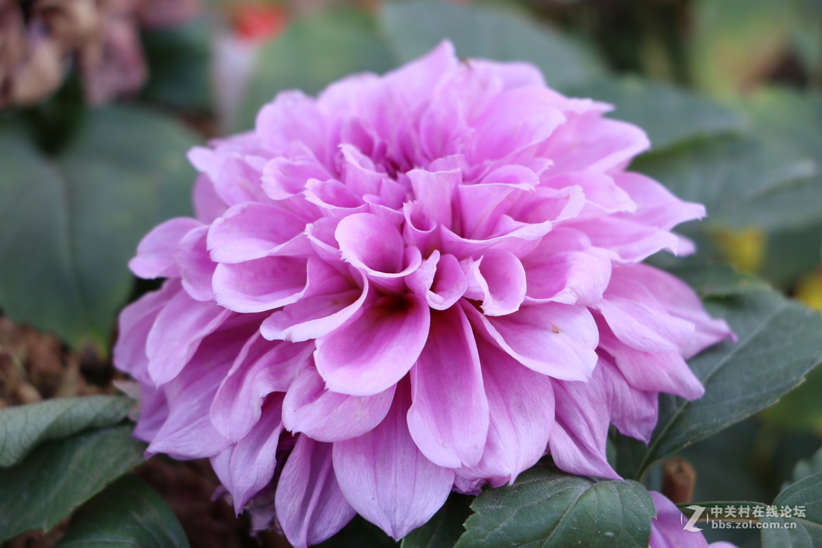 随拍几张路边的花花！