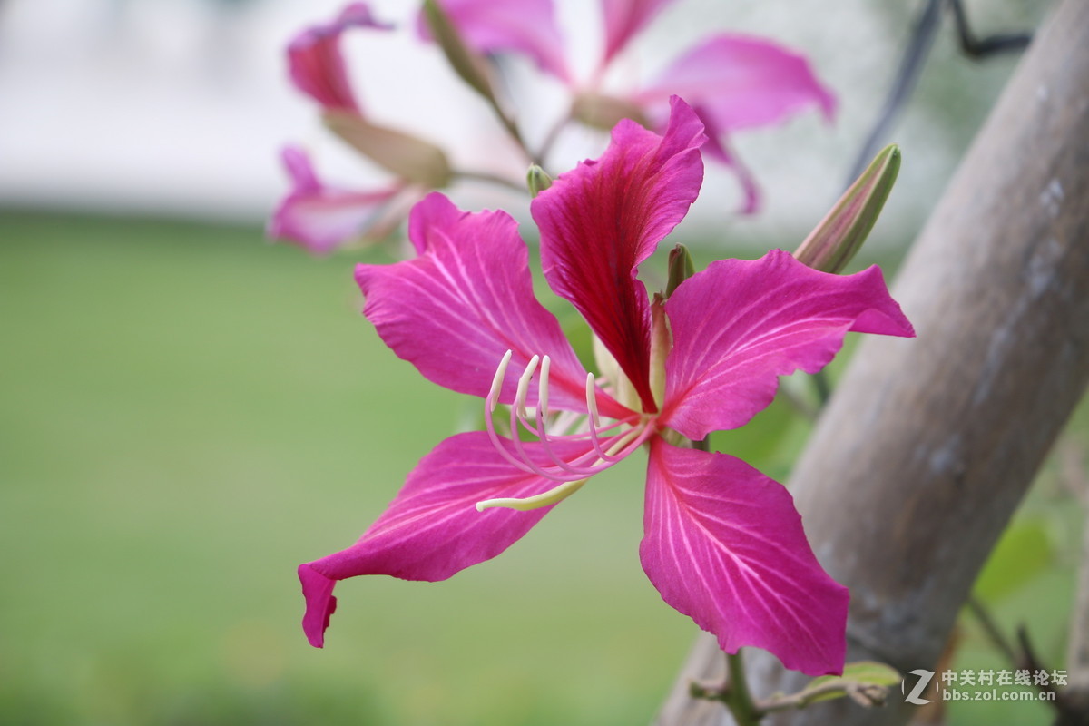 随拍几张路边的花花！