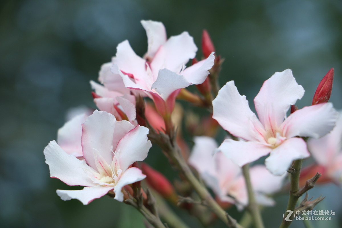 随拍几张路边的花花！