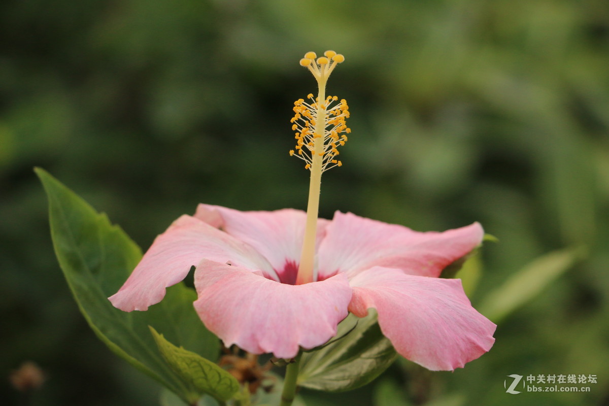 随拍几张路边的花花！