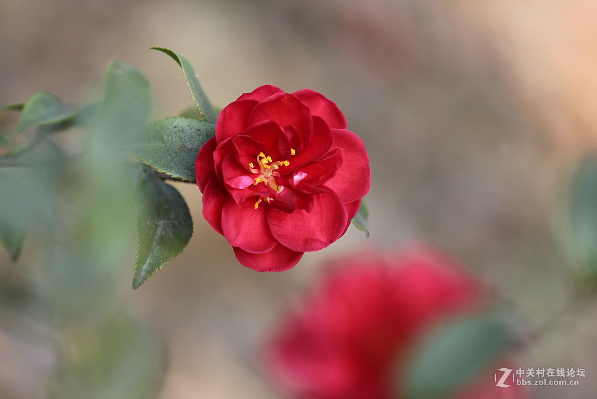 茶花一组，贺红河星空(中国)开坛，祝好友“华电昆明人”红河星空(中国)出任首任执行官