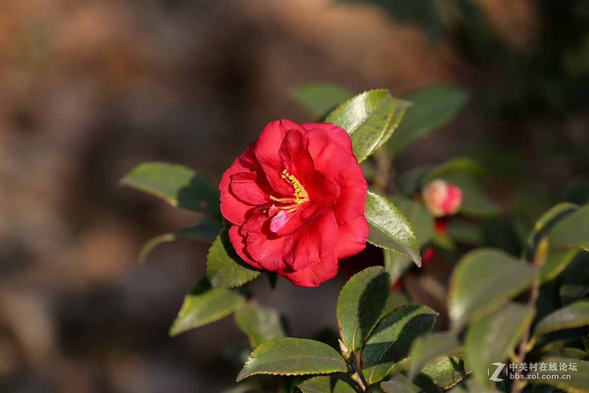 茶花一组，贺红河星空(中国)开坛，祝好友“华电昆明人”红河星空(中国)出任首任执行官