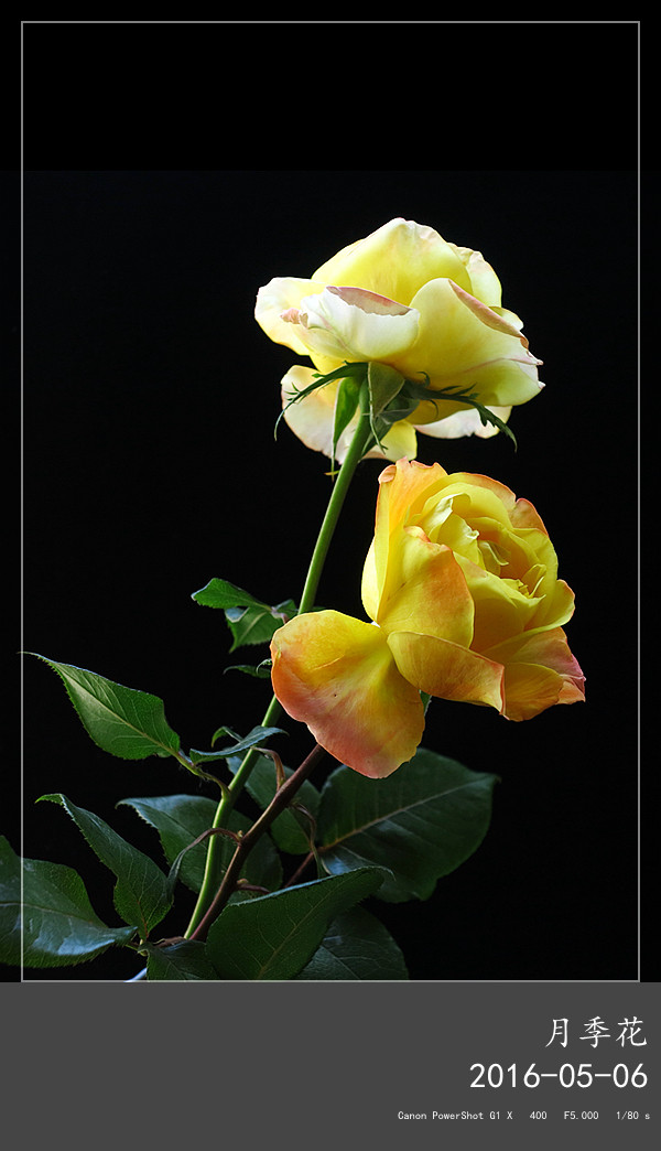 竖版月季花