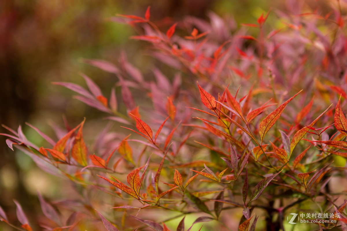 佳能 EOS M3 转接24-70mm F2.8 一代